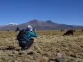 Sajama - Photographes animaliers