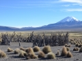 Sajama - Enclos