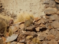 J1 - Viscacha au Pueblo Fantasma