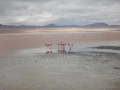 J2 - Laguna Colorado et ses flamants roses