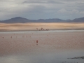 J2 - Laguna Colorado et ses flamants roses