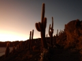 J4 - Isla Incahuasi et ses cactus