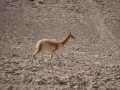 J2 - Une vigogne, cousine sauvage du lama