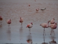 J2 - Les flamants roses du Laguna Colorado