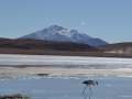 J3 - Laguna Hedionda et ses flamants roses