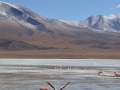 J3 - Laguna Hedionda et ses flamants roses