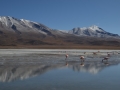 J3 - Laguna Hedionda et ses flamants roses