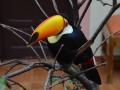 Santa Cruz - Toucan de garde