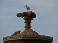 Royal botanic garden - faune local : ibis