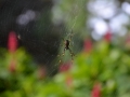 Royal botanic garden - faune locale : grosse araignée
