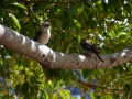 Manly scenic walkway - faune locale : martin-pêcheur géant