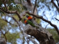 Manly scenic walkway - faune local : perroquet loriquet arc-en-ciel