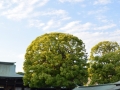 Shibuya - Meiji temple