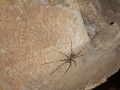 Grotte de Tham Phum Kham - mieux vaut faire attention où on pose les mains