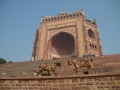 Fathepur Sikri - Entrée de la mosquée