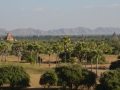 Vue sur des palmiers