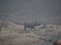 Jour 1 - Le rhinocéros dans la brume