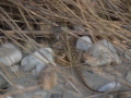 Jour 2 - Un lézard caméléon