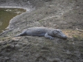 Lui aussi fait la sieste