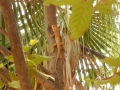Battambang - Lézard camouflé