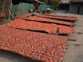 Ballade en tuk tuk - Poisson qui sèche