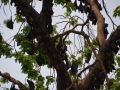 Ballade en tuk tuk - Chauve-souris géantes