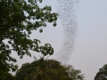 Ballade en tuk tuk - Phnom Sampeou, envol de chauve souris
