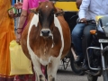 Une vache dans la ville
