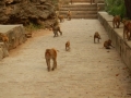Les singes le suivent