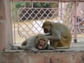 Les macaques se font les poux
