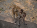 Maman et bébé singes - trop mignon !