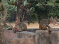 Les macaques