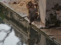 Petit singe