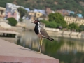 Oiseau local
