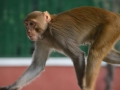 Un singe dans la ville