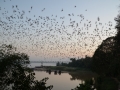 L'envol des chauve-souris
