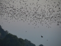Les aigles ont leur dîner servi