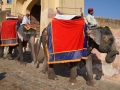 Des éléphants