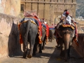 Un convoit d'éléphants