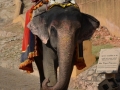 Un autre éléphant