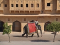 Encore un éléphant