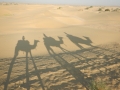 Excursion dans le désert