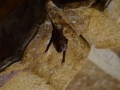 Patwa-ki haveli - maison des chauves-souris
