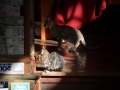 Jumping cat monastery - Des chats