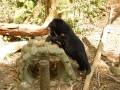 Kuang Si waterfalls - Ours sauvés du braconnage