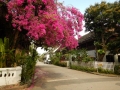 Luang Prabang - Ruelle