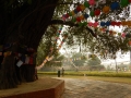 Bodhi tree décorés de drapeaux de prières