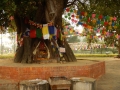 Bodhi tree décorés de drapeaux de prières