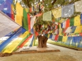 Arbre et drapeaux de prières