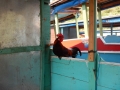 Nong Khiaw - Coq sur sa pirogue